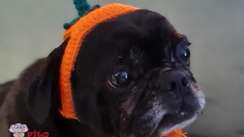 Pet Bereleri