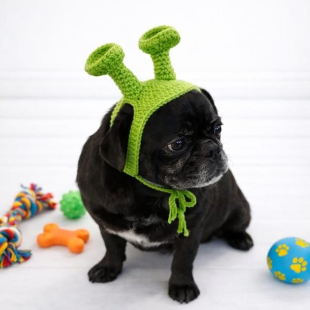 Shrek Pet Bere