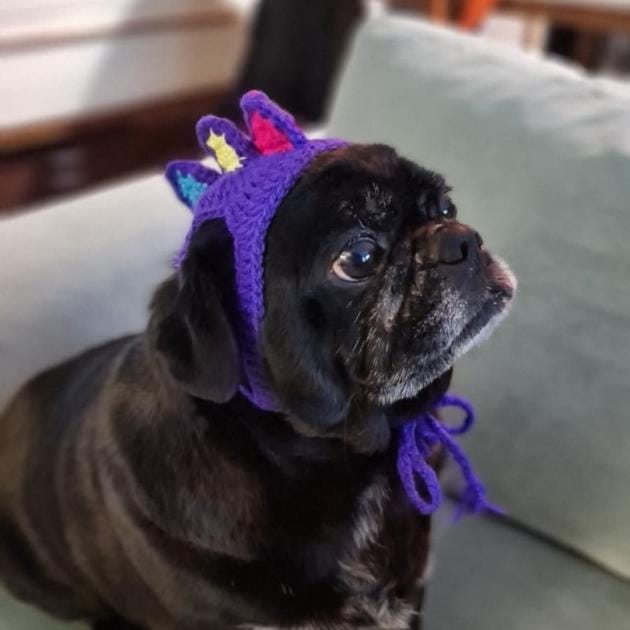 Spike Pet Bere
